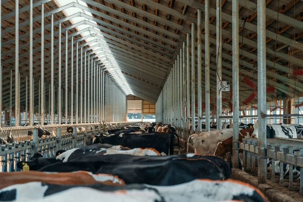 Tehenek fejéshez a farmon. Tejelő tehenek a modern bárban a tejelő gazdaság tehénistállóban — Stock Fotó