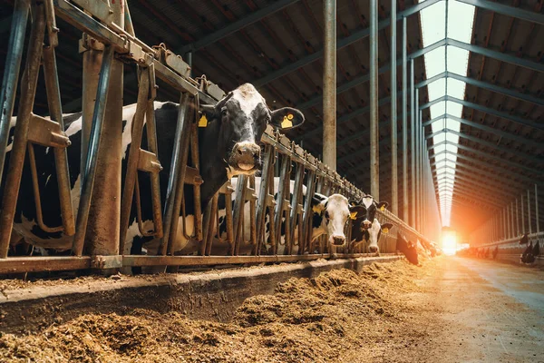 Farmistálló vagy tehénistálló tejelő tehenekkel, szénát esznek, tejgazdaságok. Mezőgazdasági ipar, állattenyésztés — Stock Fotó
