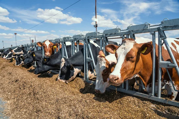 Tejelő tehenek szénát esznek a szabadtéri istállóban. Tejelő szarvasmarhák tenyésztése és takarmányozása — Stock Fotó