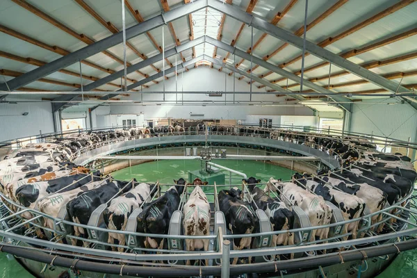 Automated rotary cow milking machine equipment on dairy farm. Many black and white cows on modern industrial round camp are milked — Stock Photo, Image