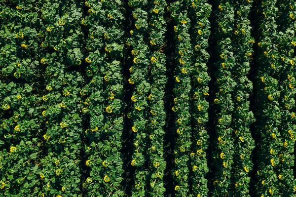 Champ de tournesol, vue aérienne du haut du drone, gros plan. Rangées de tournesols en fleurs — Photo