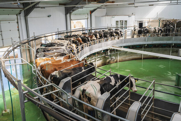 Process of milking cows on industrial rotary equipment on dairy farm