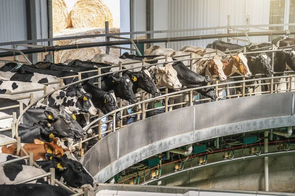 Процес доїння корів на промисловому роторному обладнанні на молочній фермі — стокове фото