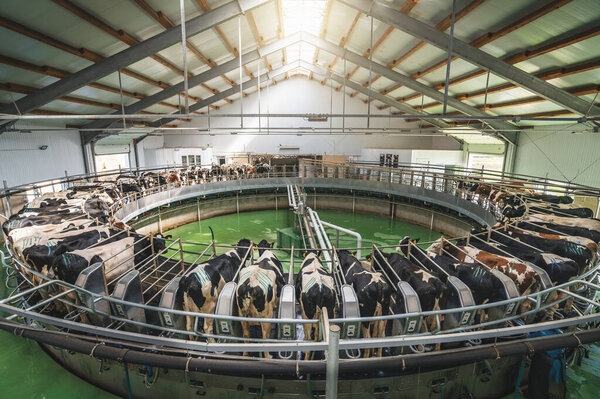 Process of milking cows on industrial rotary equipment on dairy farm