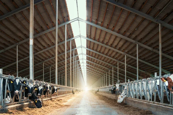 Tejhasznú tehenek a modern tehénistállóban — Stock Fotó
