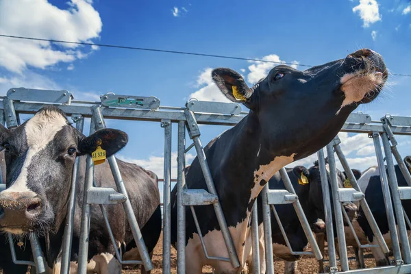 Tejelő tehenek szénát esznek a szabadtéri istállóban. Tenyésztett szarvasmarha — Stock Fotó