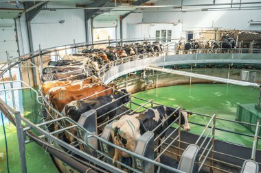 Süt çiftliğinde süt sağmak için dönen inekler. Sanayi sütü ve sığır üretimi