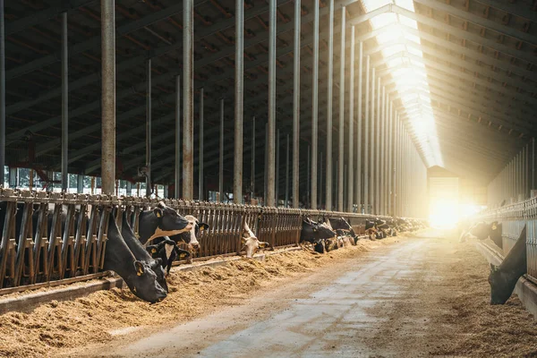 Süt çiftliği ve ahırda saman yiyen inekler. Endüstriyel modern üreme sığırı — Stok fotoğraf