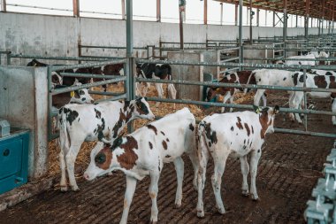 Süt çiftliğindeki ahırda inekler. Endüstriyel sığırlar