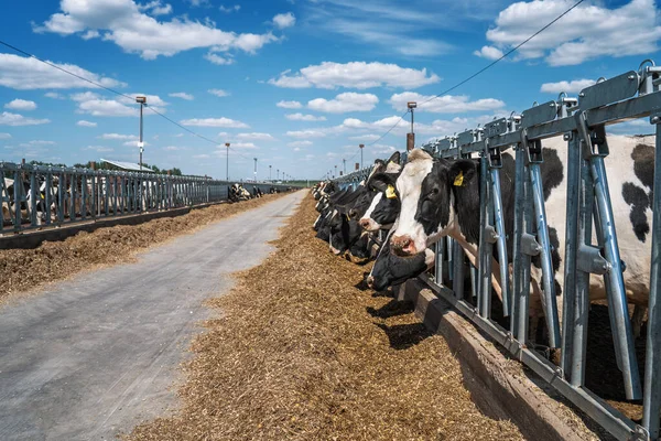 As vacas comem feno na quinta leiteira. Reprodução e alimentação de bovinos leiteiros — Fotografia de Stock