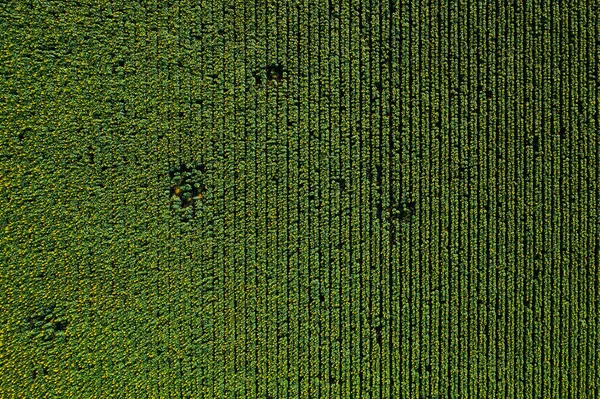 Zelené pole zemědělství s řadami, letecký pohled shora — Stock fotografie