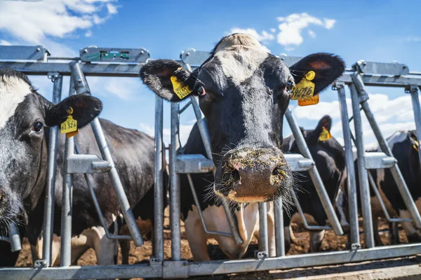 Tehénfej a tehenészetnél a szabadtéri istállóban. Tejelő szarvasmarhák tenyésztése és takarmányozása — Stock Fotó