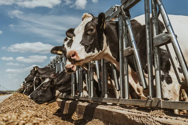 农业、畜牧业、奶牛在奶牛饲养场的室外牛棚里吃草 — 图库照片