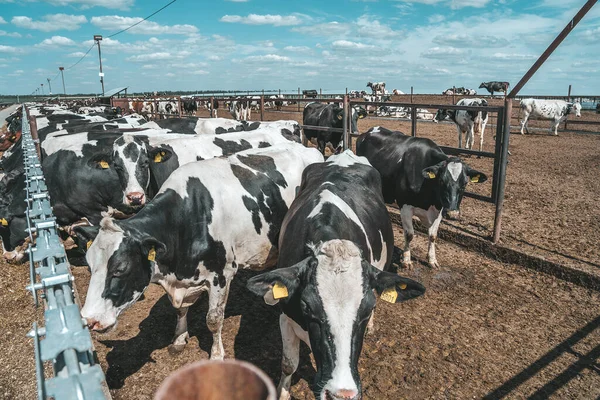 Agriculture industry, animal husbandry, cows eating hay in outdoor cowshed on dairy farm