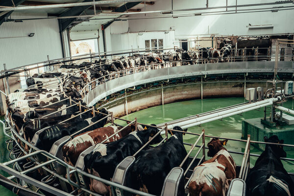 Round rotary machine for milking cows in dairy farm