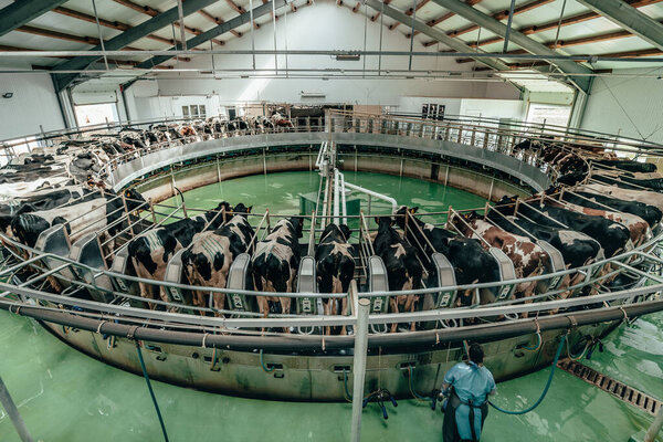 Round rotary machine for milking cows in dairy farm