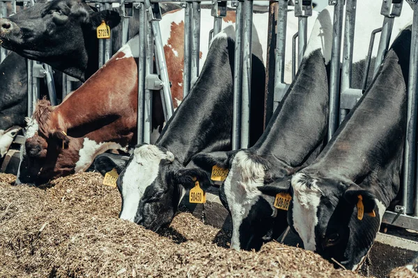 Indústria agrícola, pecuária, vacas comendo feno em galpão ao ar livre na fazenda de laticínios — Fotografia de Stock