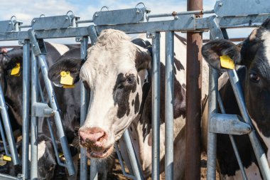 Çiftlikteki inekler açık hava ahırında. Süt sağan sığırlar