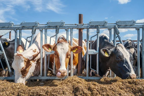 Tehenek a tejgazdaságban. Tejelő szarvasmarhák tenyésztése és takarmányozása — Stock Fotó