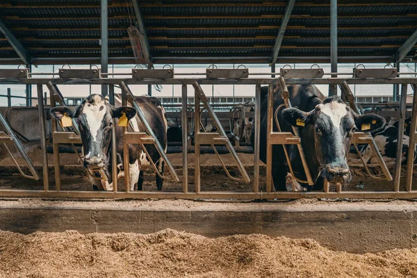 Сільськогосподарська промисловість, тваринництво на молочній фермі, молочні корови їдять сіно в коров'ячому сараї — стокове фото
