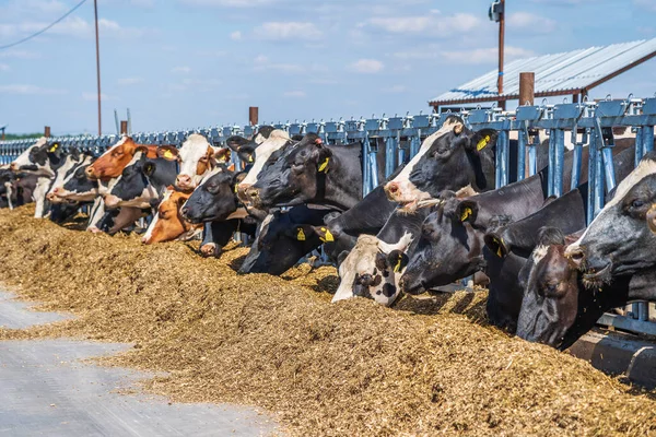 Modern szabadtéri tehénistálló sok fejő tehén eszik széna a tejgazdaság — Stock Fotó