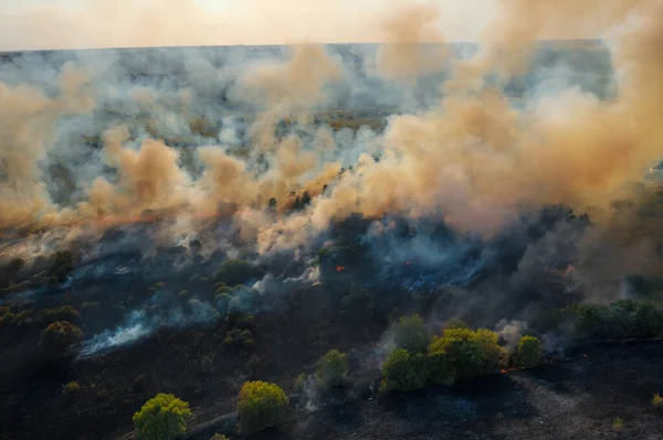 Wildfire aerial view. Fire and smoke. Burning forest. Dry grass and trees burns