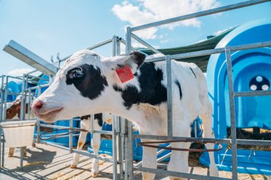 Süt çiftliğindeki küçük şirin buzağılar veya buzağılar