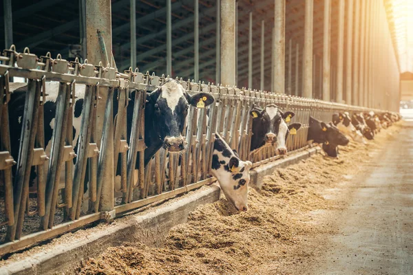 奶牛在奶牛场。在现代奶场或奶牛场繁殖的奶牛 — 图库照片