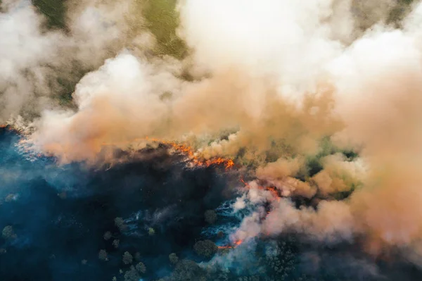 Лесной огонь. Сухие деревья горят дымом, с высоты птичьего полета — стоковое фото