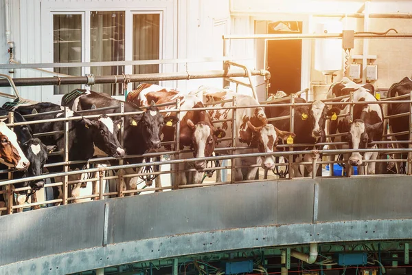 Процес доїння корів на промисловому роторному обладнанні в новій сучасній молочній фермі — стокове фото