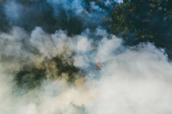 Forest Fire or Wildfire, Aerial View. Burning Wood Land with many Smoke — Stock Photo, Image