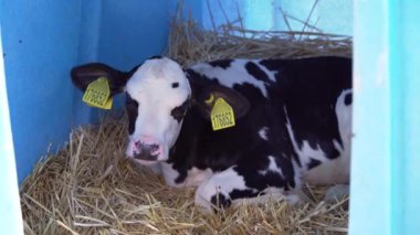 Modern Plastik Buzağı Evi 'nde Genç Şirin Holstein Buzağı Çiftliği