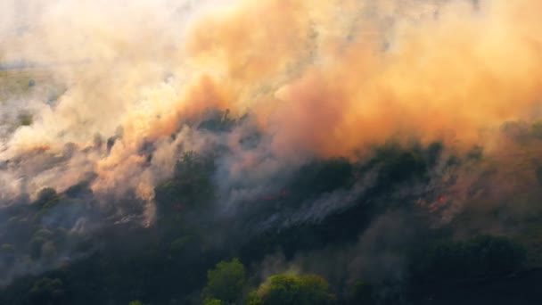 Estate incendio o incendio in natura con fumo, vista aerea dal drone. Bruciando erba secca e alberi. Disastro naturale nella foresta nella stagione secca — Video Stock