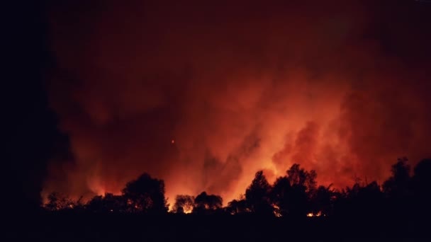森林大火在夜间，野火在干燥的夏季过后，燃烧着大自然 — 图库视频影像