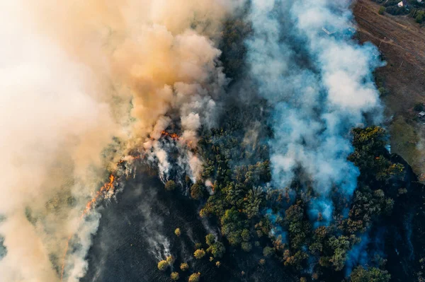 Φωτιά στη φύση με καπνό, εναέρια θέα από τηλεκατευθυνόμενο. Καίγεται το γρασίδι και τα δέντρα. Φυσικές καταστροφές — Φωτογραφία Αρχείου