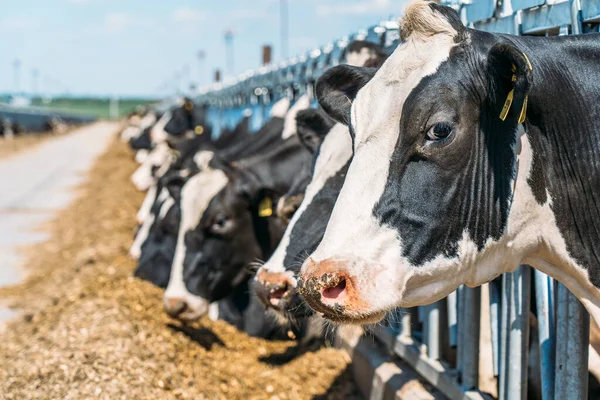 Cows on dairy farm. Cows breeding at modern dairy farm