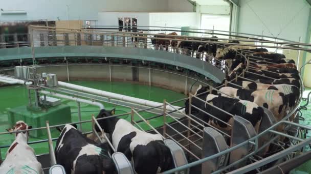Processo de ordenha de vacas na fazenda ou fábrica de laticínios com máquina de ordenha — Vídeo de Stock