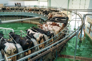 Süt ürünleri çiftliğindeki otomatik endüstriyel sağma sisteminde ineklerin sağılması