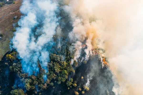 Forest and field fire, burning dry grass and trees with huge smoke, natural disaster, aerial top view