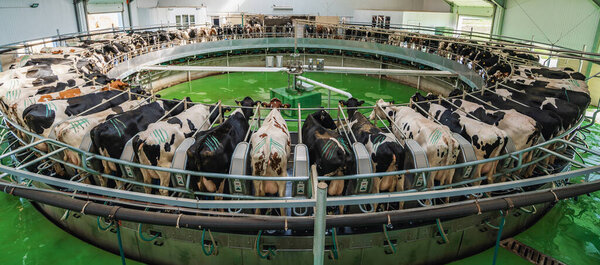 Panorama of Cows on milking machine in dairy farm