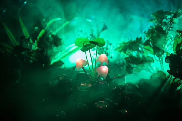 Tres Hongos Brillantes Fantasía Misterioso Bosque Oscuro Cerca Hermoso Macroplano —  Fotos de Stock