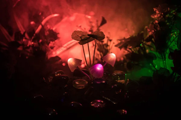 Parlak Mantar Gizem Karanlık Ormanın Yakın Çekim Fantastik Güzel Makro — Stok fotoğraf