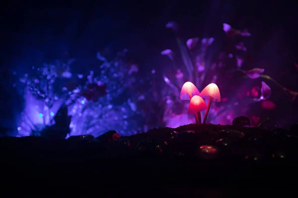 Trei Ciuperci Strălucitoare Pădurea Întunecată Misterioasă Frumoasă Fotografie Macro Ciuperci — Fotografie, imagine de stoc