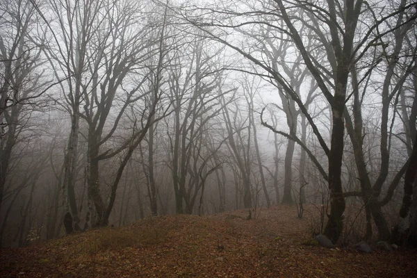 Paisaje Con Hermosa Niebla Bosque Colina Sendero Través Misterioso Bosque —  Fotos de Stock