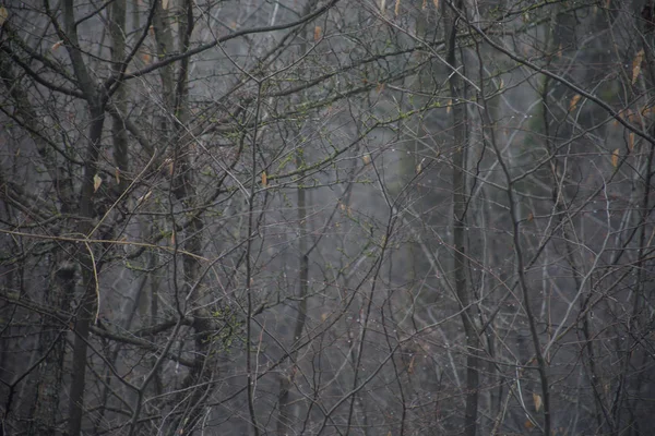 Blick Von Unten Auf Hohe Alte Bäume Winter Wald Blauer — Stockfoto