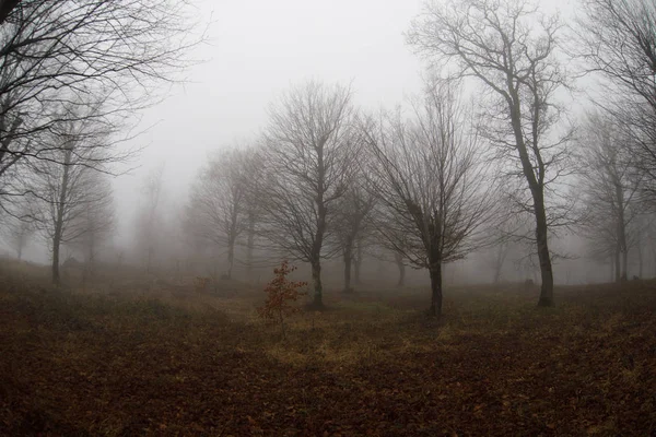 Krajina Krásnou Mlhou Lese Kopci Nebo Stezka Tajemným Zimním Lesem — Stock fotografie