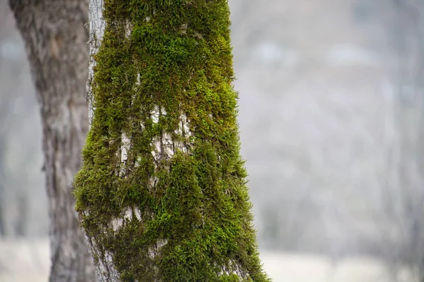 Árbol Con Musgo Las Raíces Bosque Verde Musgo Tronco Del — Foto de Stock