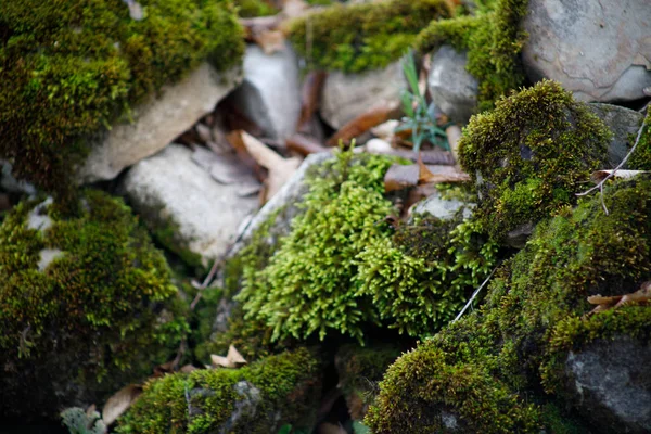 苔藓覆盖的石头 美丽的苔藓和地衣覆盖的石头 明亮的绿色青苔背景纹理在自然 天然青苔在石头在冬天森林 阿塞拜疆 选择性聚焦 — 图库照片