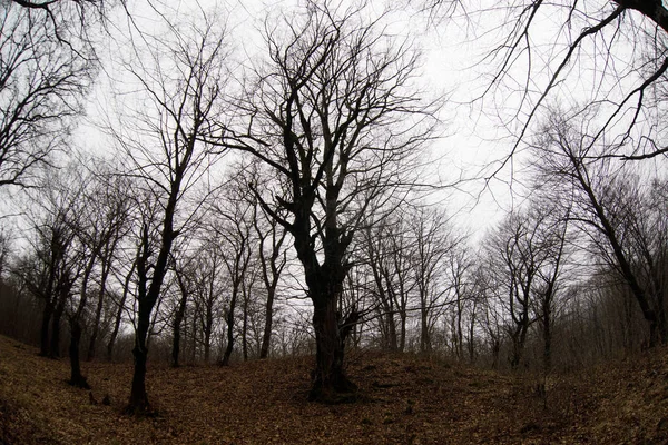 丘の上の森の中の美しい霧と風景や地面に紅葉と神秘的な冬の森をトレイル 冬の森を通って道路 魔法のような雰囲気 アゼルバイジャンの自然 — ストック写真