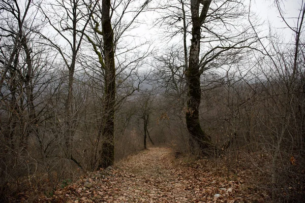 Landschaft Mit Schönem Nebel Wald Auf Einem Hügel Oder Wanderweg — Stockfoto
